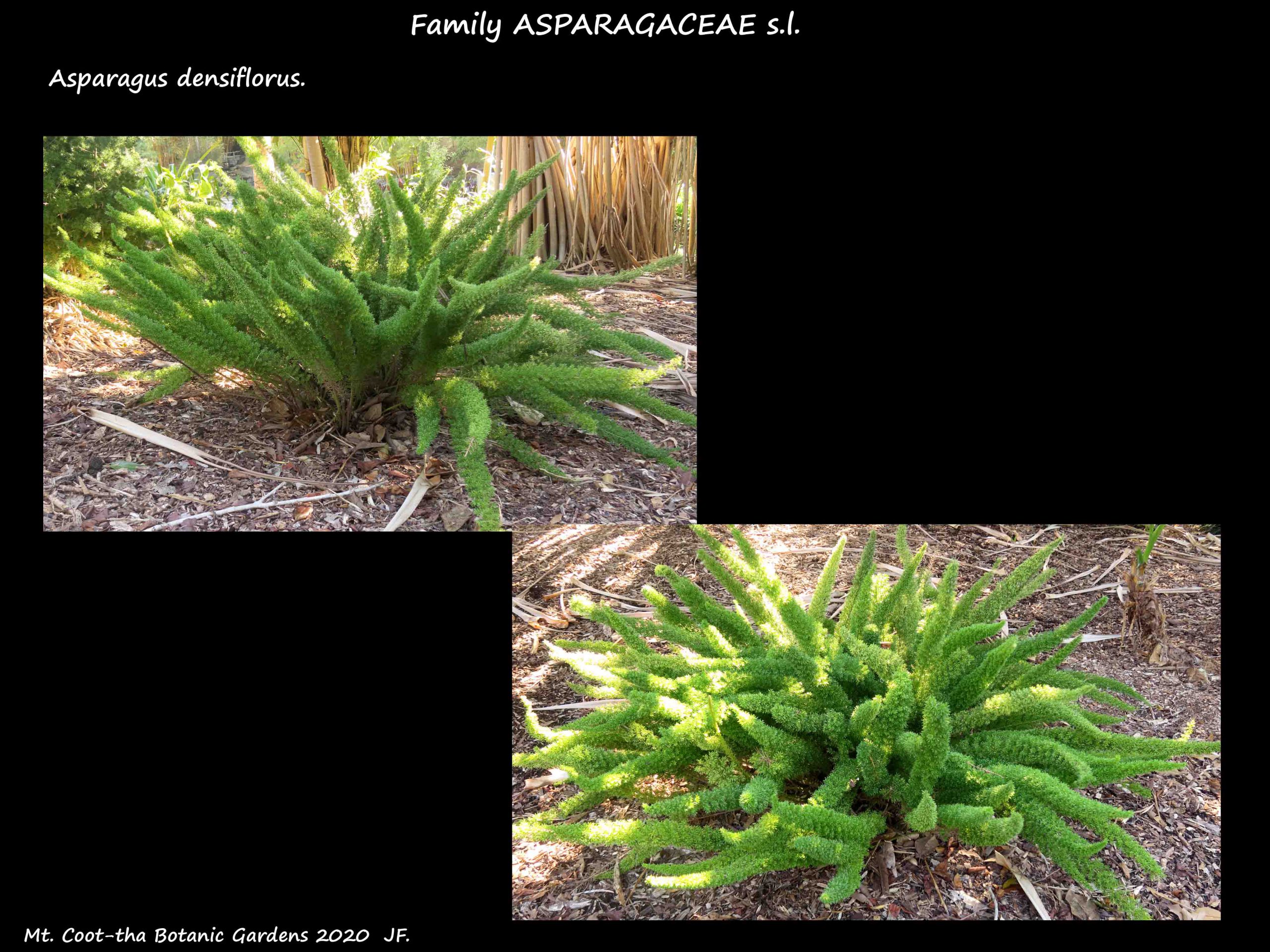 4 Another Asparagus densiflorus